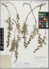 Foto von Salix repens subsp. rosmarinifolia (L.) Andersson